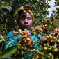 Kenya_coffee.jpg